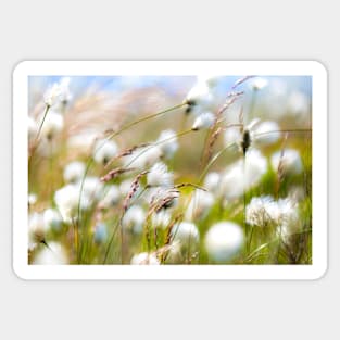 Cottongrass on the Peak District moors Sticker